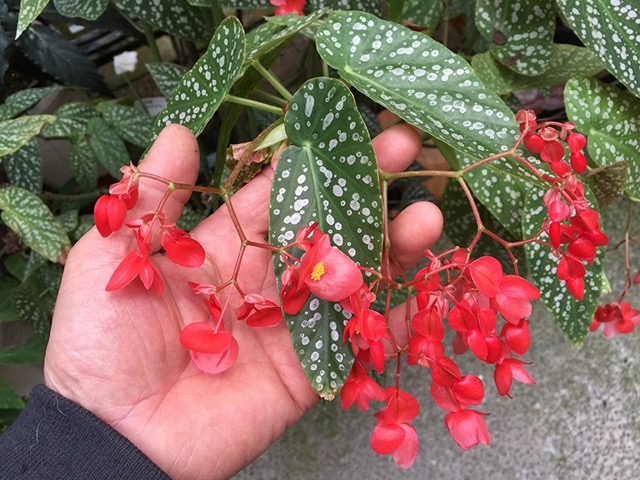 B. ‘Olei Star Queen’